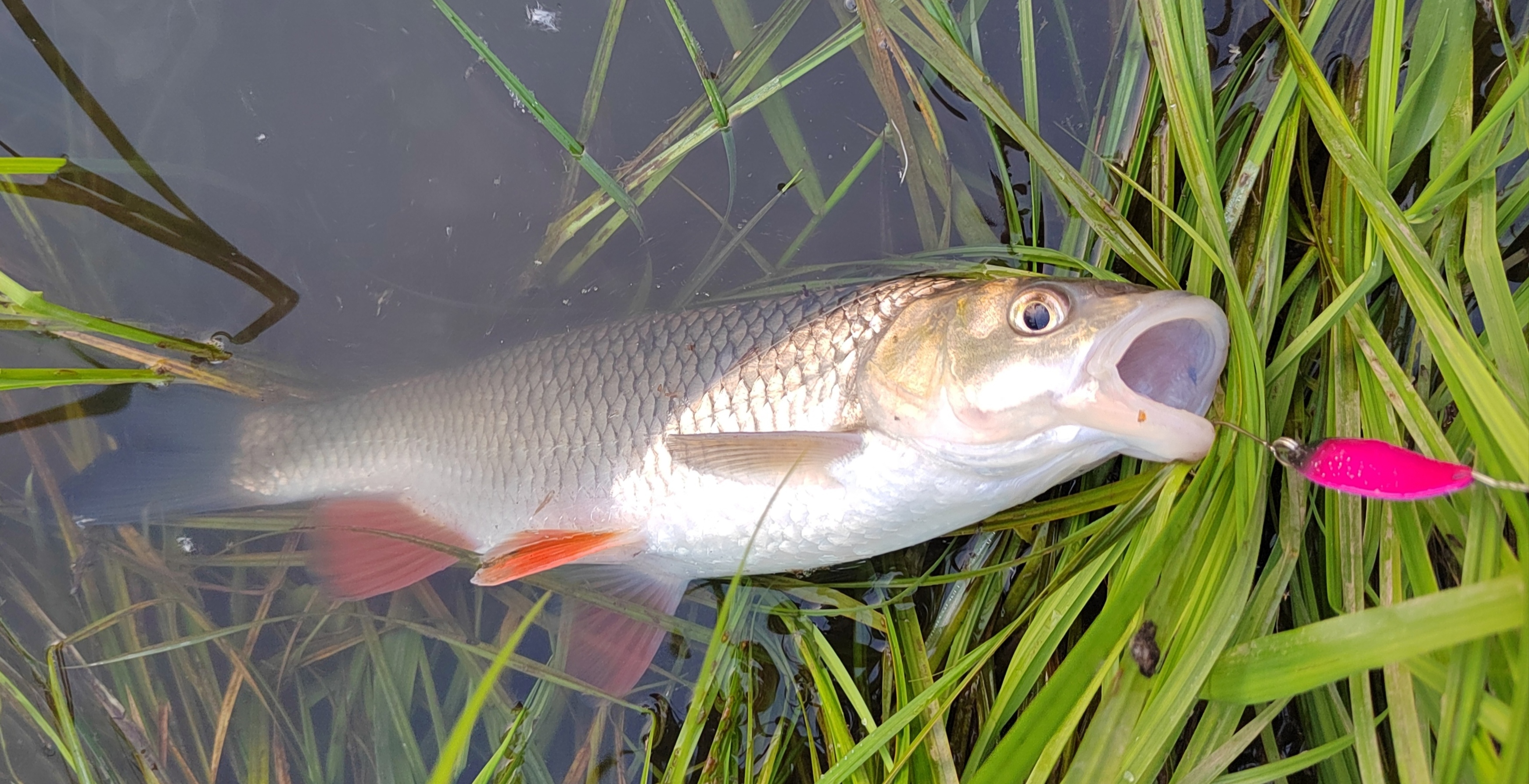 Mottomo Trout Blade – универсальные малыши.